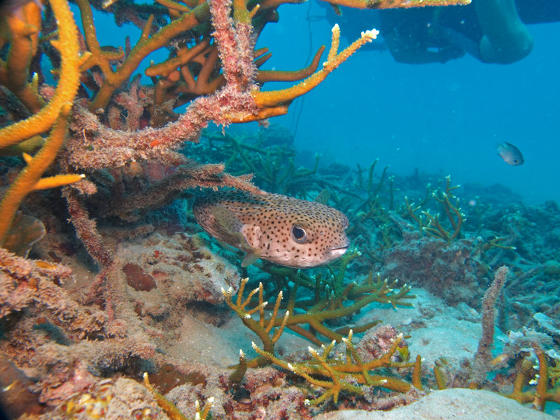 Porcupine puffer fish